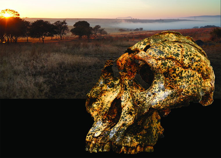 科学家在南非发现200万年前人类头骨