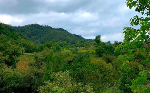 植物多样性,有助于限制害虫的危害,减少杀虫剂的使用