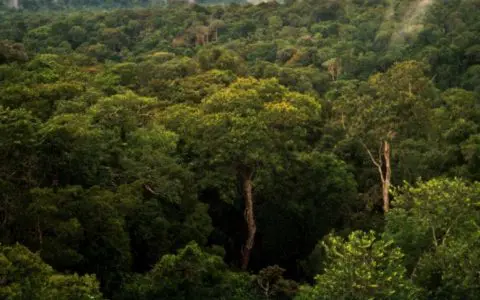 用科技保护环境！AI 可侦测亚马逊雨林生态中非法道路的增减