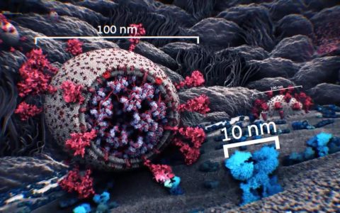 清华大学首次解开新型冠状病毒真实的三维结构