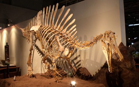 世界上最大的恐龙并不善于游泳