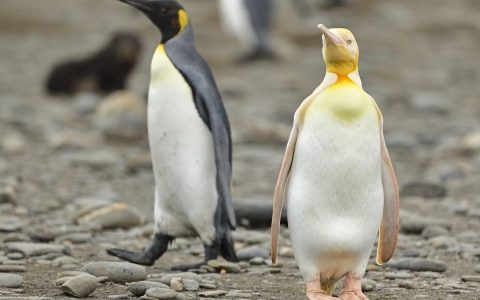 南乔治亚上黄色的企鹅
