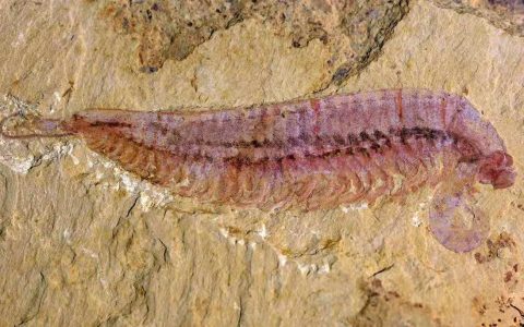 中国古生物学2020年度十大进展