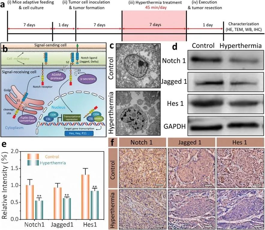 可穿戴型柔性透明热疗片显著抑制皮下肿瘤生长