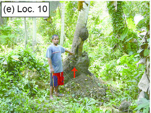 那些在地震中被撕裂的树