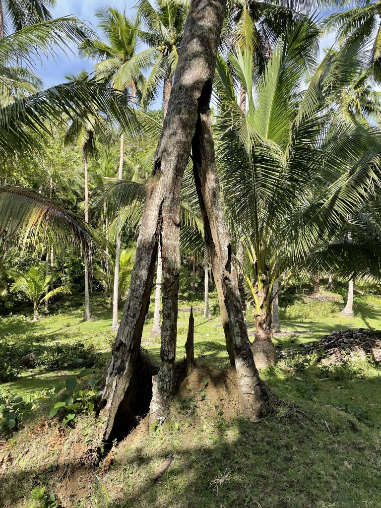 那些在地震中被撕裂的树