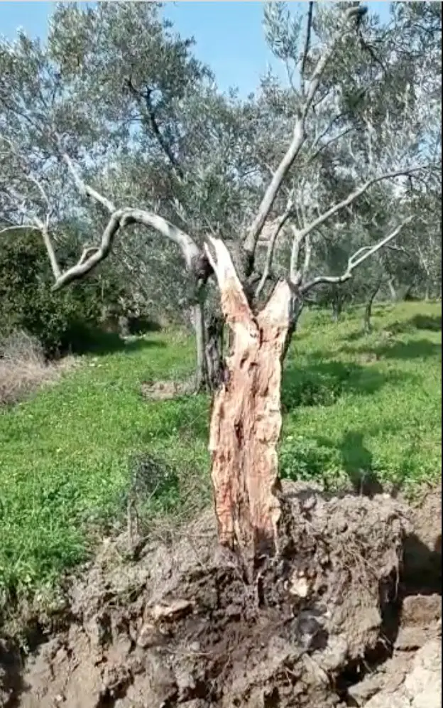 那些在地震中被撕裂的树