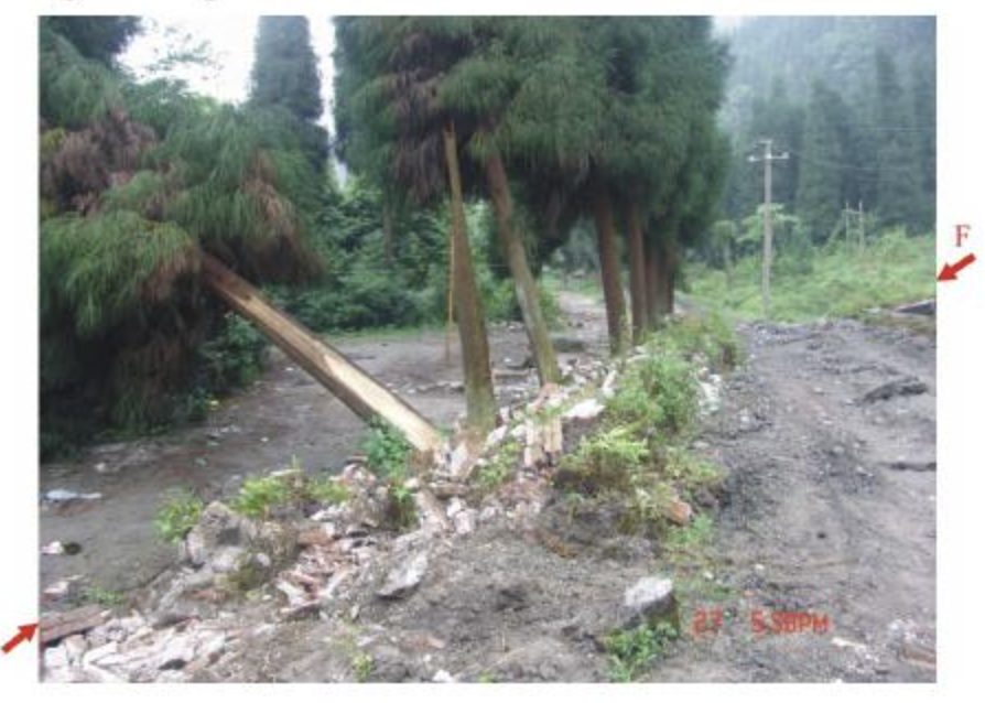 那些在地震中被撕裂的树