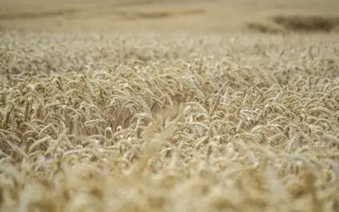 气候变化威胁小麦产量