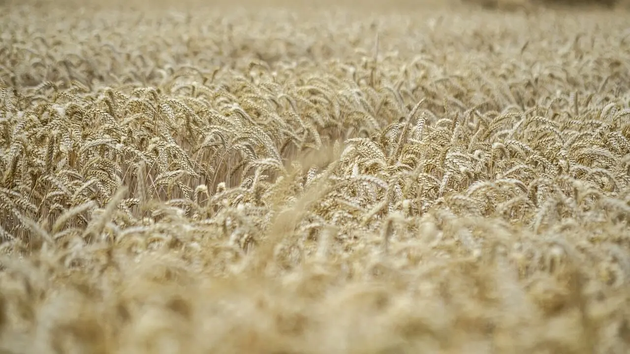 气候变化威胁小麦产量