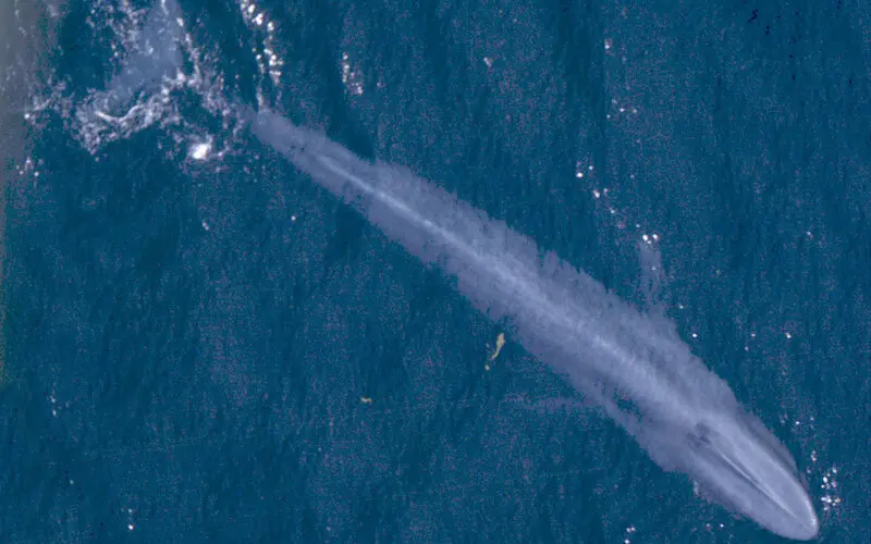 科学家发现蓝鲸和鳍鲸杂交的现象