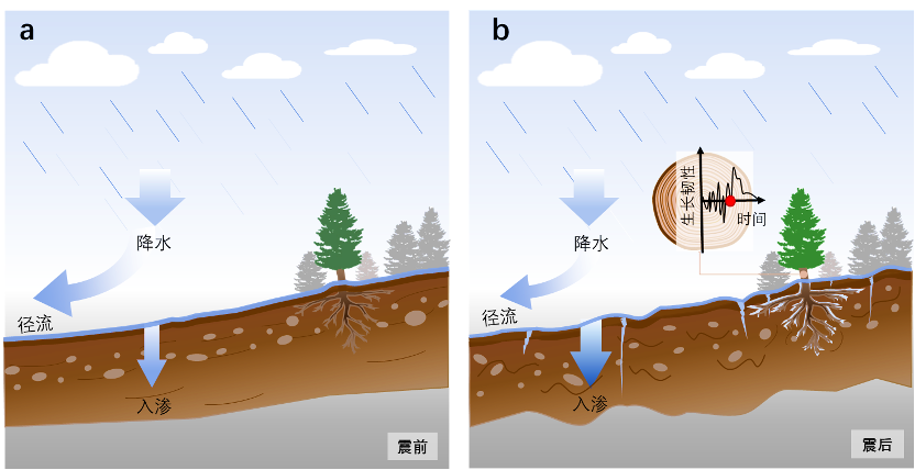 地震对森林生长的影响