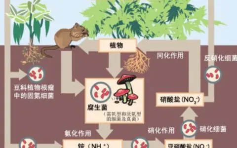 微生物研究揭示全球氮循环之谜