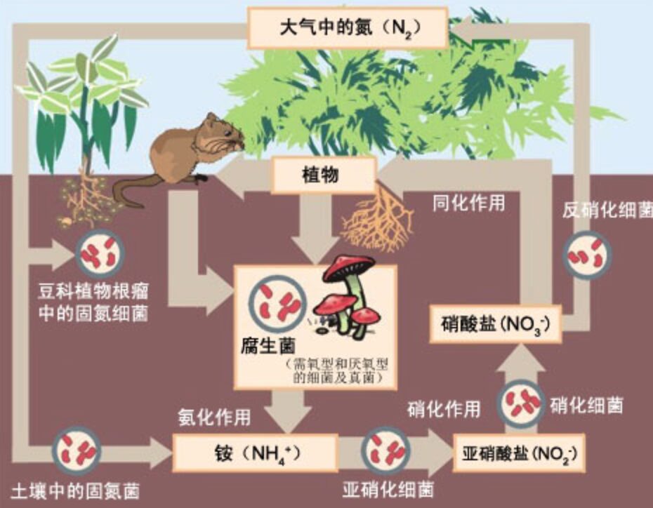 微生物研究揭示全球氮循环之谜