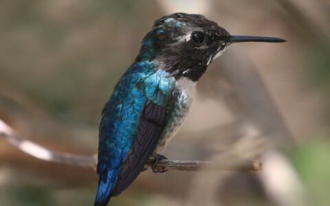 为什么蜂鸟不会得糖尿病?