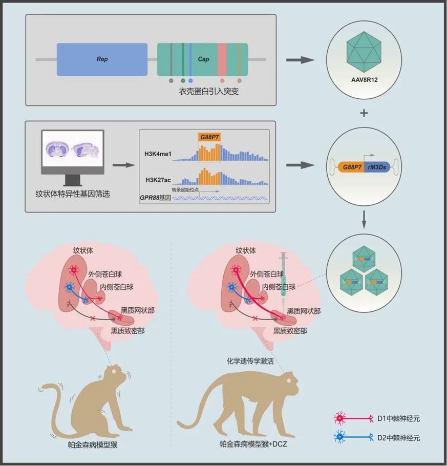2023年度中国生命科学十大进展