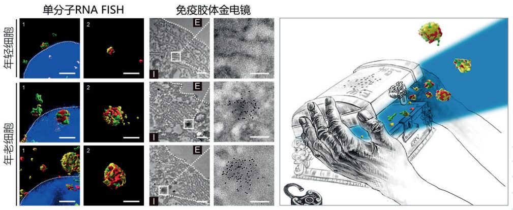 2023年度中国科学十大进展