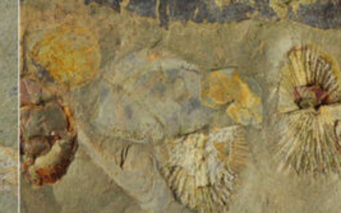 法国新发现的化石揭示的五亿年前生物多样性