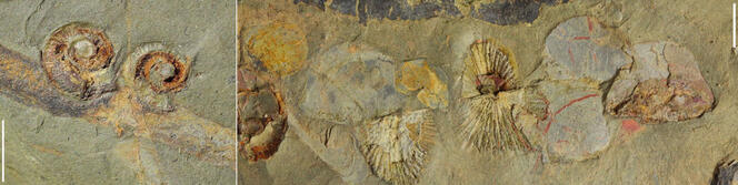 法国新发现的化石揭示的五亿年前生物多样性