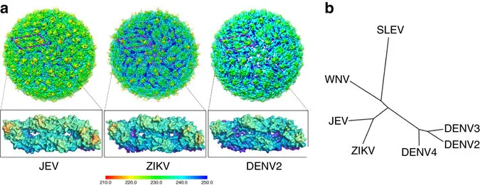 三种病毒（JEV , ZIKV23 和DENV2）结构对比