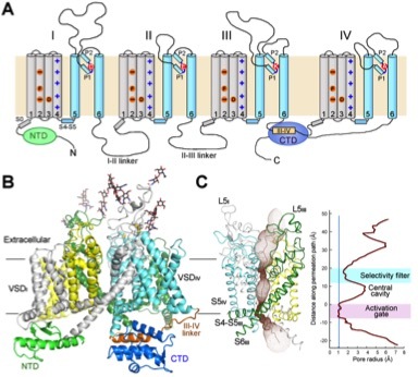 真核生物电压门控钠离子通道的拓扑图和三维电镜结构