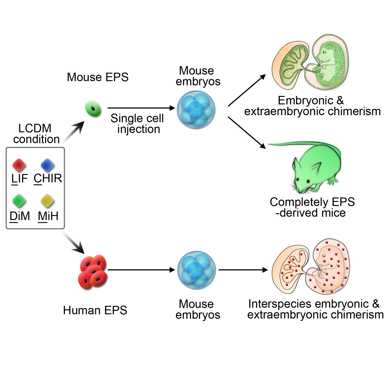 EPS细胞具有胚内和胚外的发育潜能
