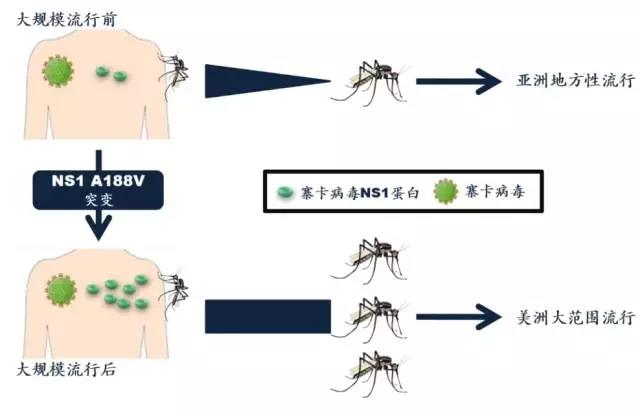 寨卡病毒是如何感染暴发的?