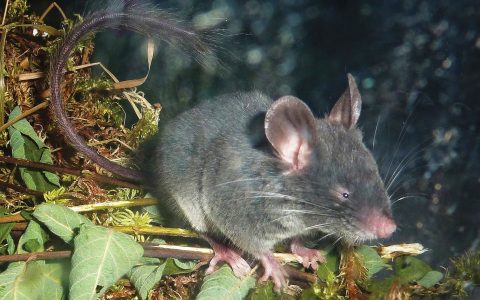 视频 | 研究显示越南睡鼠像蝙蝠一样具有回声定位能力