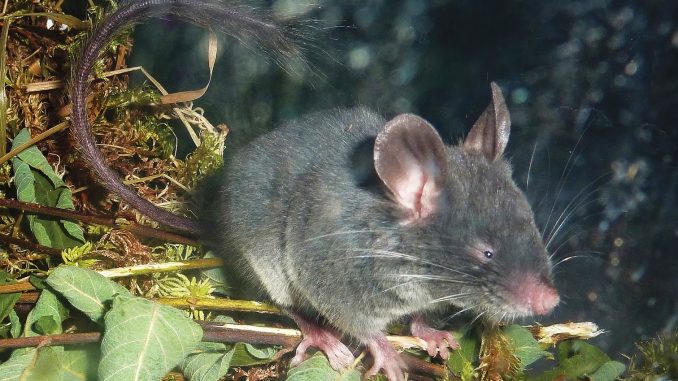 typhlomys_cinereus-female-sapa-laocai-northern-vietnam_alexeivabramov-zookeys-164-041-g004