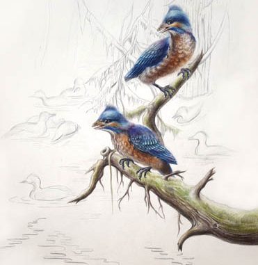 四合当孤反鸟生态复原(郭肖聪绘)