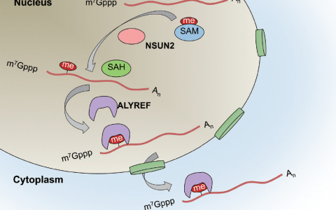 科学家发现RNA甲基化调控基因出核新机制