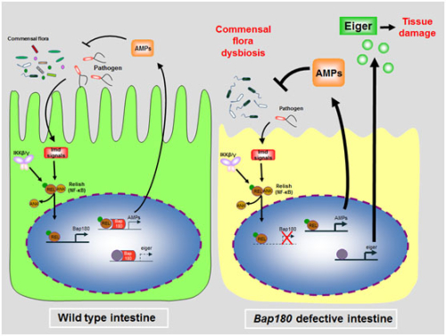 Bap180维持肠道粘膜免疫稳态的分子机制示意图