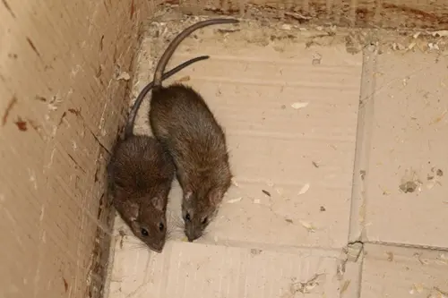 黄胸鼠(左)和褐家鼠(右)