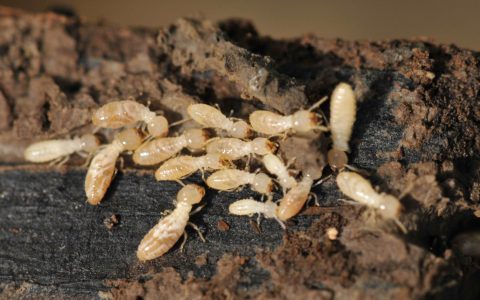 小心!蚂蚁也会窃取信息