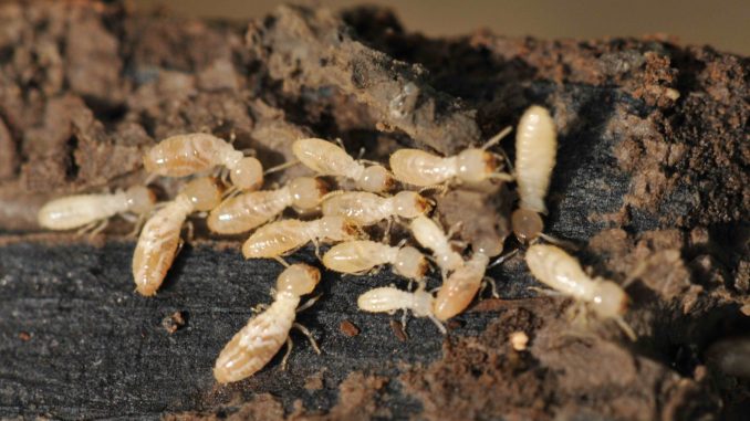 小心!蚂蚁也会窃取信息