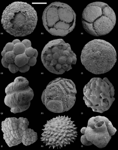 来自翁安生物群的化石扫描电子显微镜图像