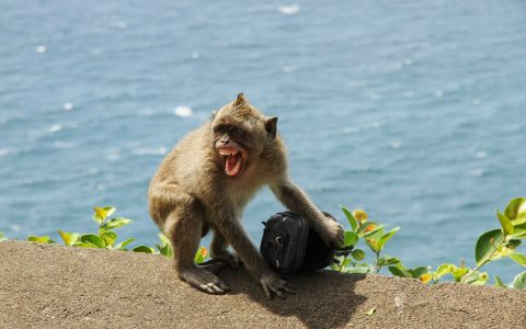 猴子学习如何从人类身上抢东西并换取食物