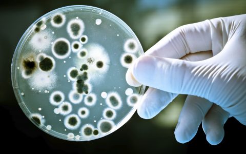 科学家首次揭示细菌表观遗传修饰的协同与互作